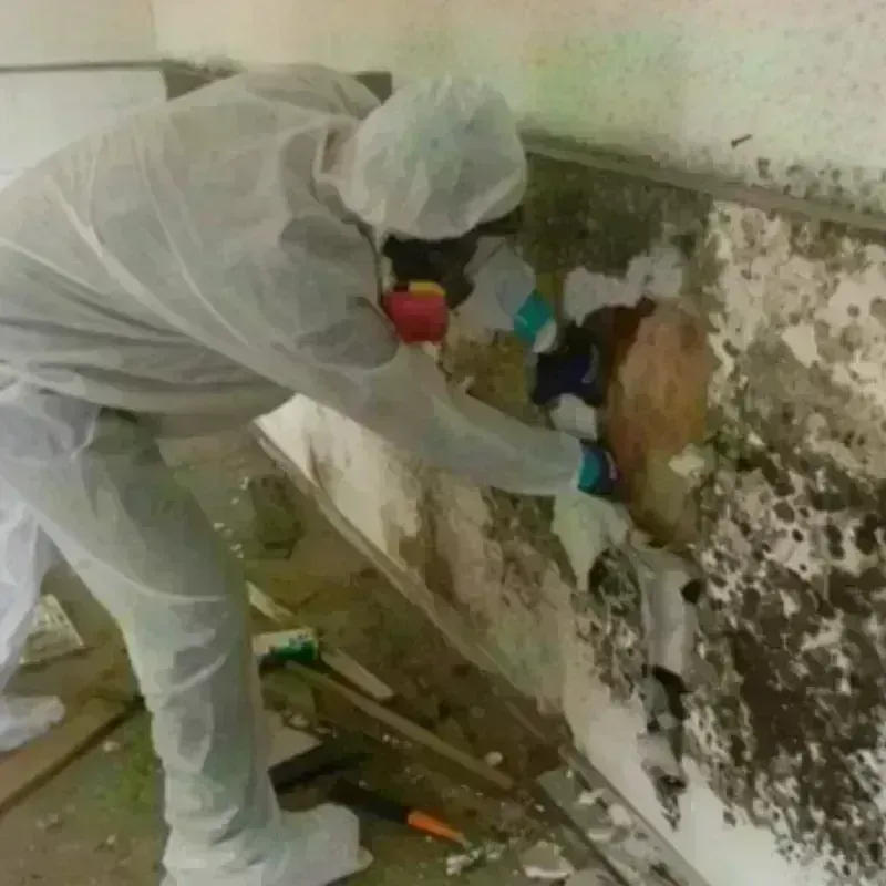 Mold Remediation and Removal in Shields, MI